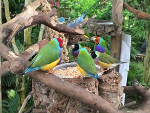 Butterfly Park, Benalmadena, Birds Enclosure